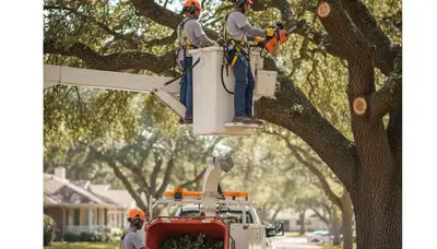 Staten Island, NY arborist pruning trees for safer, healthier growth and curb appeal