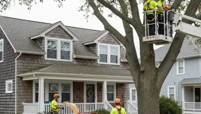 Tree service crew in Staten Island, NY providing professional tree trimming and removal services