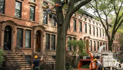 Professional tree service crew in Staten Island, NY trimming and removing a tree safely
