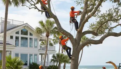 Tree service crew in Staten Island, NY trimming and removing trees for a local property