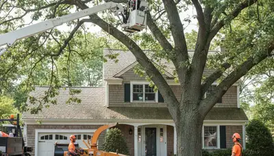 Tree service crew in Staten Island, NY providing professional tree care and removal services
