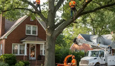 Tree service crew in Staten Island, NY providing professional tree care and removal services