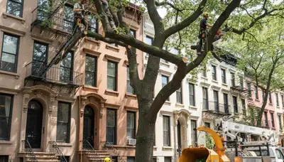 Tree service crew in Staten Island, NY providing professional tree removal and trimming work